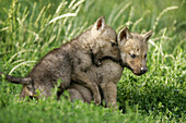 Wolfves (Canis lupus), cubs