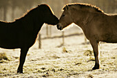 Islandic Horses, winter