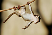 Long-tailed Macaques (Macaca fascicularis) young. Captive