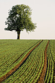 Tree on hill in a field. Baden-Württemberg, Germany (April, 2005)