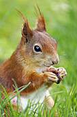 Red Squirrel (Sciurus vulgaris) eating a nut