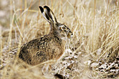 Brown Hare (Lepus europaeus). Austria