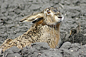 Brown Hare (Lepus europaeus). Austria