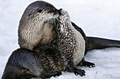 European Otter (Lutra lutra) playing in a icehole in winter, captive. Germany