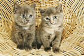 6 month old domestic cats