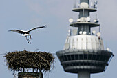 White Stork (Ciconia ciconia) by nest