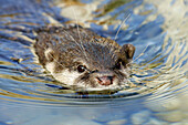 Asian Small-Clawed Otter (Aonyx cinerea) swimming, captive. Germany