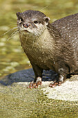 Asian Small-Clawed Otter (Aonyx cinerea), captive. Germany