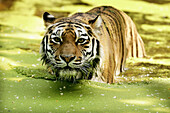 Siberian Tiger (Panthera tigris altaica), captive. Germany