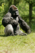 Gorilla (Gorilla gorilla), captive. The Netherlands