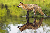 Red Fox (Vulpes vulpes). Minnesota, USA