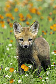 Red Fox (Vulpes vulpes) cub. Minnesota, USA