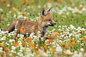 Red Fox (Vulpes vulpes) cub. Minnesota, USA