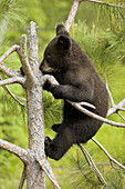 Black Bear (Ursus americanus) cub. Minnesota, USA