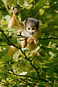 Squirrel Monkey (Saimiri scireus), captive. The Netherlands