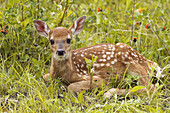 White-tailed Deer (Odocoileus virginianus). Minnesota, USA