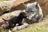 Wolf (Canis lupus), adult with young. Minnesota, USA