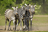 (Equus burchelli boehmi) Grants zebra. Captive, Holland.