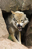 Wolf, Canis lupus, Cub Captive, Germany