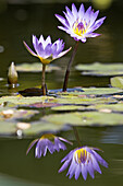 Water Lily (Nymphaea spec.) Germany