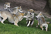 Wolfs (Canis lupus). Captive cubs. Germany