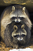 Procyon lotor, Raccoon