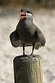Inca Tern (Larosterna inca), captive