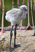 Greater Flamingo (Phoenicopterus ruber), captive