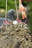 Greater Flamingo (Phoenicopterus ruber), captive