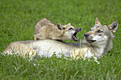 Wolf (Canis lupus), captive, cub. Germany
