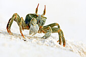 Horned Ghost crab (Ocypode ceratopthalmus).Seychellen, Bird Island.