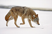 Coyote (Canis latrans). Minnesota. USA