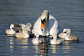 Mute Swan (Cygnus olor) with chicks. Germany