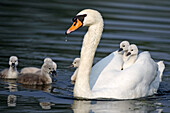Mute Swan (Cygnus olor) with chicks. Germany