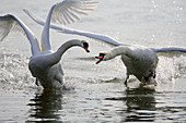 Mute Swan (Cygnus olor), chase a menber of the same species.  Germany