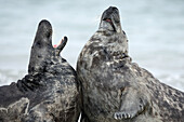 Grey Seal (Halichoerus grypus). Island of Helgoland. Germany. Northsea.