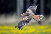 Red kite (Milvus milvus) flying. Captive, Germany.