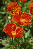 Wild  Poppies. Breckenridge, Colorado, USA