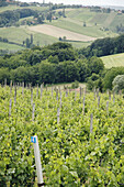 Vineyards near Maribor, Slovenia