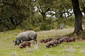 Iberian pigs in pastures. Badajoz province, Extremadura, Spain