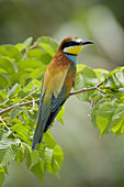 European Bee Eater (Merops apiaster). Málaga, Andalusia, Spain