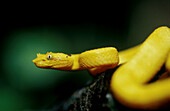 Eyelash Viper (Bothriechis schlegelii). Costa Rica