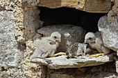 Kestrel (Falco tinnunculus), chicks in nest. Málaga province, Andalusia, Spain