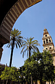 Patio de los Naranjos, courtyard and minaret tower of the Great Mosque. Córdoba. Andalusia, Spain