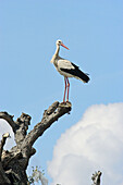 Stork (Ciconia ciconia). Cáceres, Extremadura, Spain