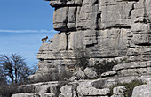 Spanish Ibex (Capra pyrenaica). Torcal de Antequera Natural Park. Málaga province, Andalusia, Spain