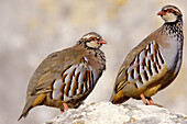 Red-legged Partridges (Alectoris rufa)