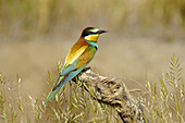 European Bee Eater (Merops apiaster). Málaga province, Andalusia. Spain