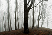 Pine grove burned and foggy in San Mateo municipality. Gran Canaria Island. Canary Islands. Spain.