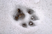 Dog footprint in the snow. Tenerife Island. Canary Islands. Spain
